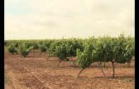 Maceteros en la plaza de Villacerrada para evitar más sustos con conductores despistados