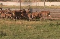 Al Fresco reportaje » Granja de Ciervos»