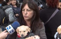 I feria de la adopción