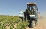 Vencejos ‘trotamundos’ eligen Chinchilla de Montearagón para anidar