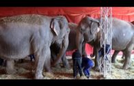 Las elefantas se recuperarán en Pozo Cañada