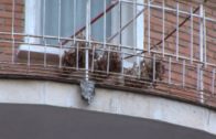 Decenas de aves muertas en un balcón de la capital
