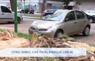 Otro arbol cae en El Parque Lineal 110919