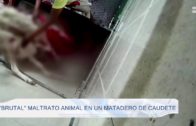 «Brutal» maltrato animal en un matadero de Caudete