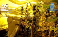 Desmantelan una plantación de cannabis en una nave industrial de Albacete