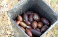 ‘Bellotada’ popular para regenerar la sierra procomunal de Chinchilla