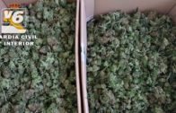 BREVES | La Guardia Civil descubre un cultivo indoor de marihuana en Ontur