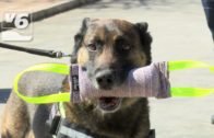 Exhibición de la unidad canina en la Policía Local de Albacete para mostrar su utilidad