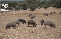 Jornada de información en UPA sobre la geolocalización del ganado