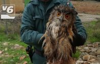 SUCESOS | Encuentran un ejemplar de Búho Real herido en Almansa