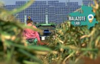 SOBRE EL TERRENO | Visitamos una explotación de Ajo en Balazote