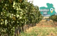 SOBRE EL TERRENO | Visitamos una explotación de pistachos en Barrax