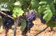 AGRICULTURA | Las altas temperaturas pasan factura a la viña