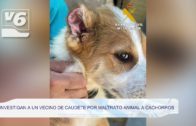 Seprona investiga a un vecino de Caudete por maltrato animal a cachorros