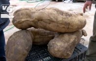 Este agricultor de Los Anguijes cultiva boniatos gigantes