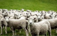 Mueren más de 100 ovejas en un incendio en Tarazona de la Mancha