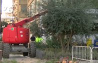 EDITORIAL | Empiezan a sustituir los árboles históricos que han talado en el centro de Albacete