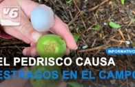 La tormenta de pedrisco arrasa cosechas de hortalizas y frutas