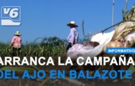 Arranca la campaña de recogida del ajo en Balazote