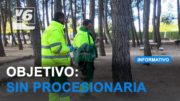 Albacete ya lucha contra la procesionaria del pino