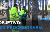 Albacete ya lucha contra la procesionaria del pino