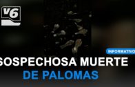 Posibles palomas envenenadas aparecen muertas en el entorno del Parque Lineal