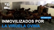 Un brote de viruela ovina inmoviliza 3,5 millones de animales en Castilla-La Mancha