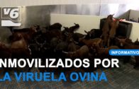 Un brote de viruela ovina inmoviliza 3,5 millones de animales en Castilla-La Mancha