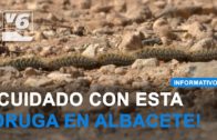 ¡Cuidado! Procesionaria en Albacete