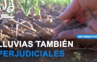 Las lluvias persistentes también están afectando a los cultivos