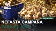 Agromundo arranca temporada centrada en la complicada campaña del ajo en la provincia