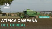 AGROMUNDO | Esta semana abordamos la atípica campaña del cereal, escasa y de bajísimos precios