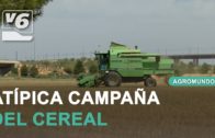 AGROMUNDO | Esta semana abordamos la atípica campaña del cereal, escasa y de bajísimos precios