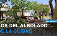 EDITORIAL | Albacete necesita un plan integral para poner a salvo los árboles de la ciudad