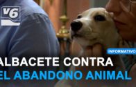 «No los abandones», nueva campaña de concienciación contra el abandono animal
