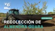 AGROMUNDO | Recolección de almendra guara en Casa de Las Monjas