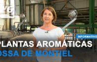 Destilación de plantas aromáticas silvestres en Ossa de Montiel