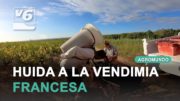 La «huída» desde Albacete a la vendimia francesa