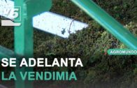 Visitamos una explotación ganadera de raza manchega