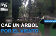 Las rachas de viento tumban un árbol en el parque Abelardo Sánchez