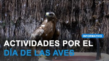 Actividades familiares para el fin de semana por el día de las aves