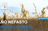 ASAJA denuncia la ruinosa situación de los productores de cereal la presente campaña